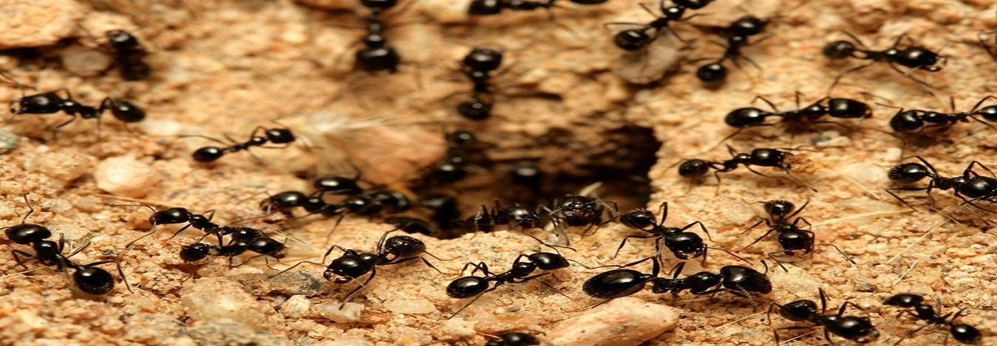 Pelican Island Pest Control cover photo