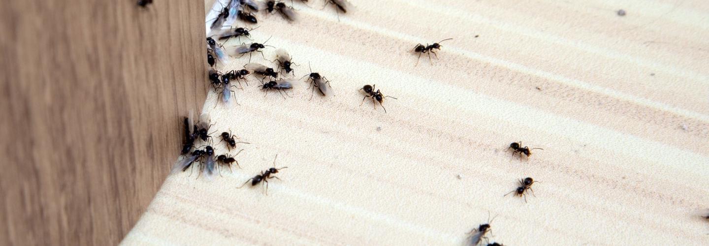 Fourth Creek Pest Control cover photo