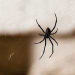 Fourth Creek Pest Control - photo 1