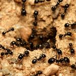 Fourth Creek Pest Control - photo 2