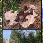 Fjord Forestry Ltd - photo 2