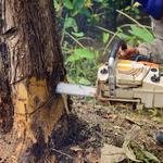 Grass Valley Tree Service Pros - photo 2