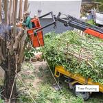 Grass Valley Tree Service Pros - photo 3