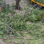 Grass Valley Tree Service Pros - photo 4