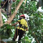 Grass Valley Tree Service Pros - photo 5