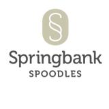 spoodle puppies for sale nsw - Pet Services in Sydney