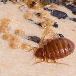 Bed Bug Control Hobart - photo 1