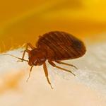 Bed Bug Control Hobart - photo 2