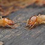 Termite Treatment Companies in Swedesboro - photo 1