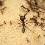 Termite Treatment Companies in Swedesboro - photo 2