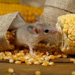 Termite Treatment Companies in Swedesboro - photo 3
