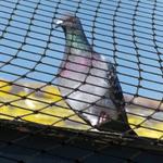 Bird Control Hobart - photo 1