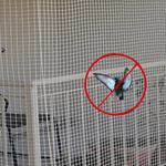 Bird Control Hobart - photo 2