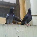 Bird Control Hobart - photo 3