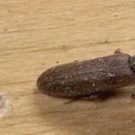 Borer Control Hobart - photo 1