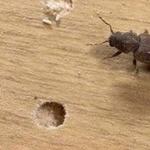 Borer Control Hobart - photo 2