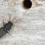 Borer Control Hobart - photo 3