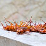 Cockroach Control Hobart - photo 1