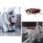 Cockroach Control Hobart - photo 2