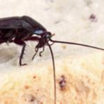 Cockroach Control Hobart - photo 3