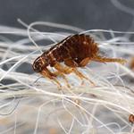 Flea Control Hobart - photo 4