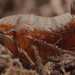 Flea Control Hobart - photo 5