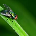 Flies Control Hobart - photo 3