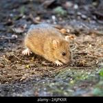 Mice Control Hobart - photo 1