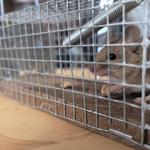 Mice Control Hobart - photo 3