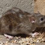 Mice Control Hobart - photo 4
