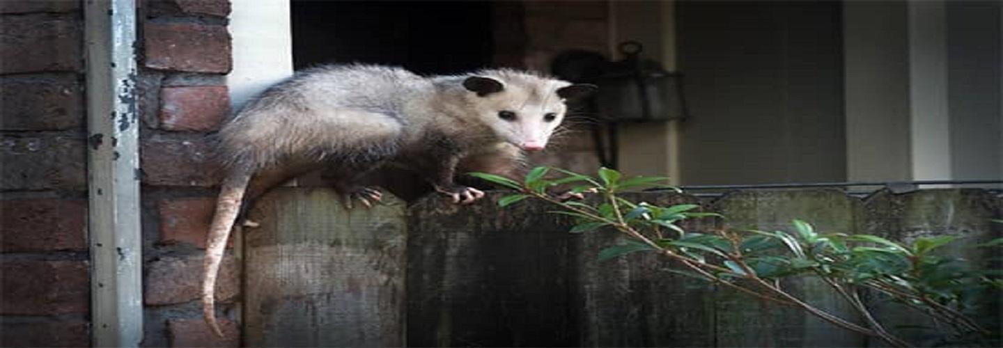 Humane Possum Removal Hobart cover photo