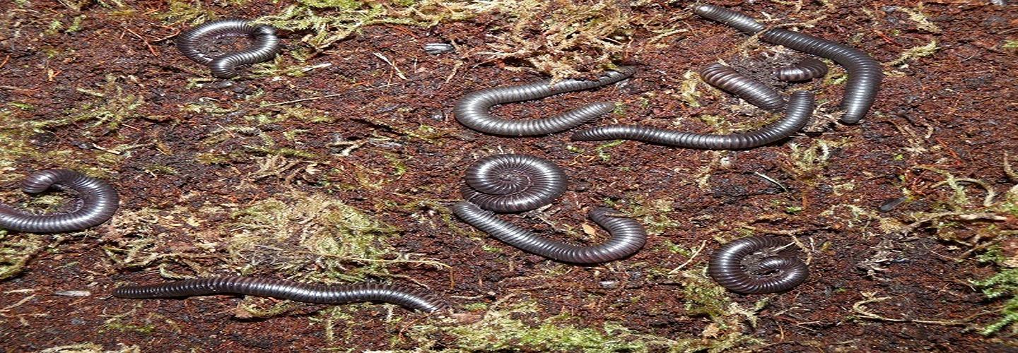 Millipedes Control Melbourne cover photo