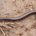 Millipedes Control Melbourne - photo 2