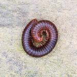 Millipedes Control Melbourne - photo 3
