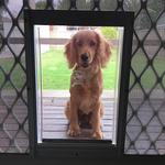 Sydney Paws Petdoor - photo 2