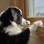 Sydney Paws Petdoor - photo 6