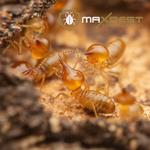 Termite Pest Control Hobart - photo 1