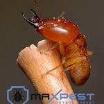 Termite Pest Control Hobart - photo 3