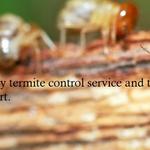 Termite Pest Control Hobart - photo 10