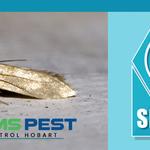 Moth Removal Hobart - photo 1