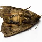 Moth Removal Hobart - photo 4