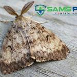 Moth Removal Hobart - photo 6