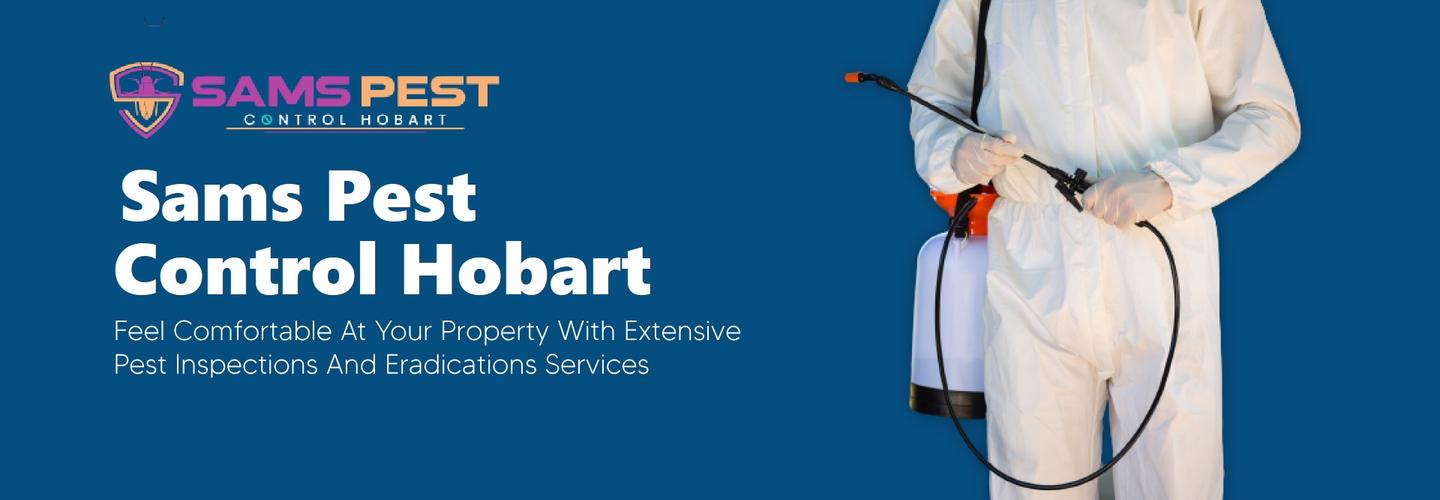 Possum Control Hobart