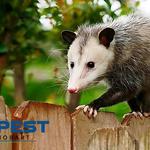 Possum Control Hobart - photo 6