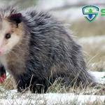 Possum Control Hobart - photo 7