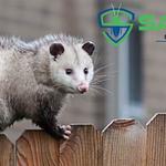 Possum Control Hobart - photo 8