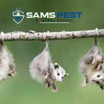 Possum Control Hobart - photo 9