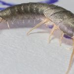 Silverfish Pest Control Hobart - photo 1