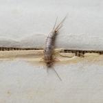 Silverfish Pest Control Hobart - photo 2