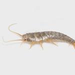 Silverfish Pest Control Hobart - photo 3